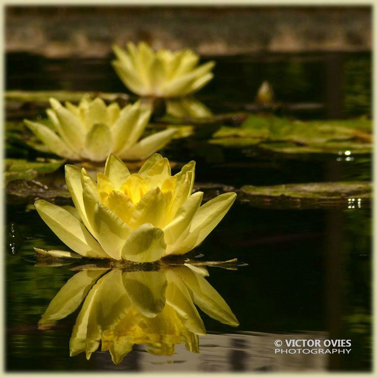 Water Lilies in the Alhambra gardens